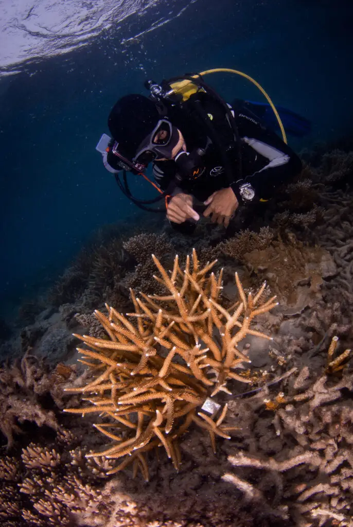 PNMB Coral Prob. 2013 33